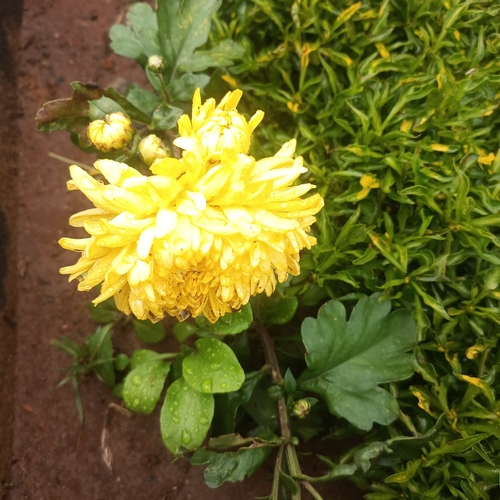 Chrysanthemum morifolium observed 2026-08-05