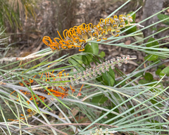 Grevillea pteridifolia