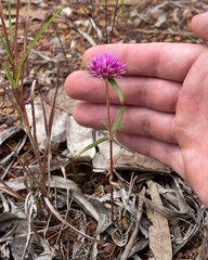Gomphrena canescens