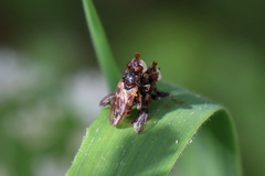 Myopa buccata