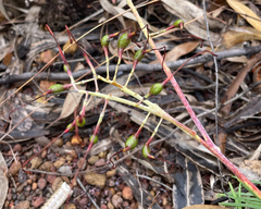 Grevillea dryandri