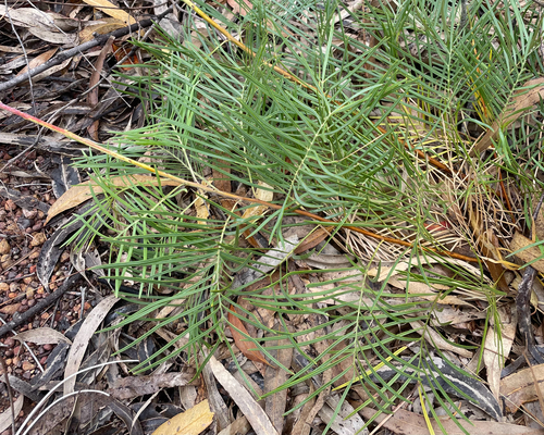 Grevillea dryandri, photograph 1