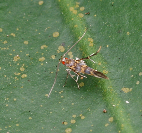 Labdia dicyanitis, 2026-08-05