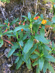 Diplacus parviflorus