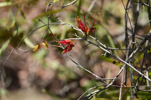 Jigal Tree