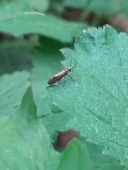 Micropterix calthella