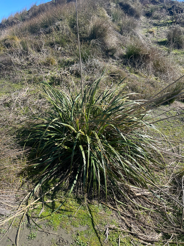 Austroderia splendens, 2026-08-06