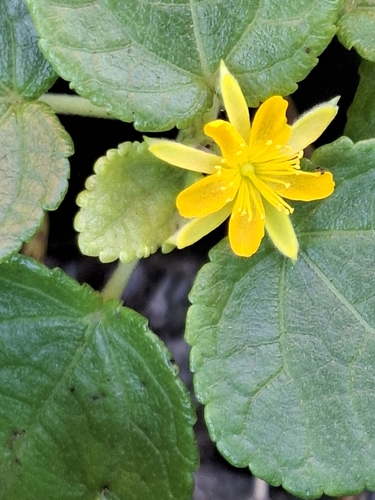 Triumfetta procumbens observed 2026-08-04