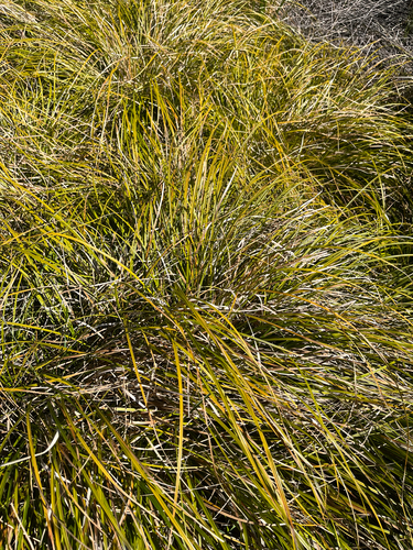 Carex testacea observed 2026-08-06