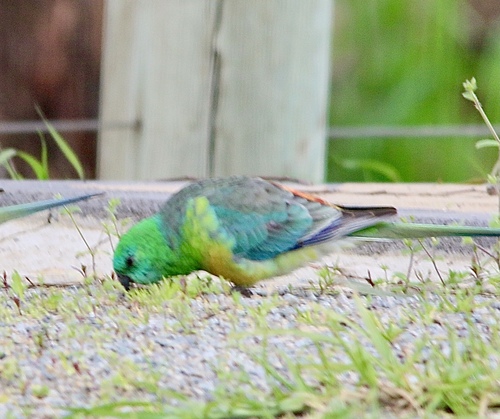 Red-rumped Parrot