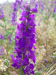 Consolida orientalis