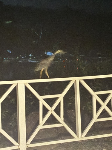 Yellow-crowned Night Heron