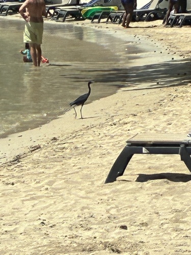 Little Blue Heron