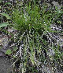 Carex canescens
