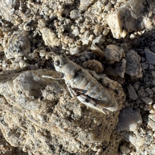 iNaturalist observation photo of Grasshoppers, Crickets, and Katydids