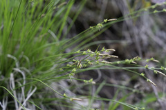 Carex canescens