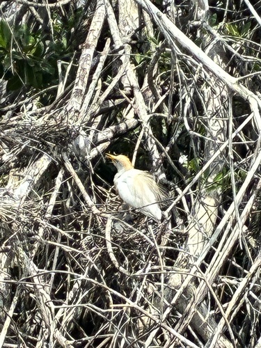 Western Cattle-Egret