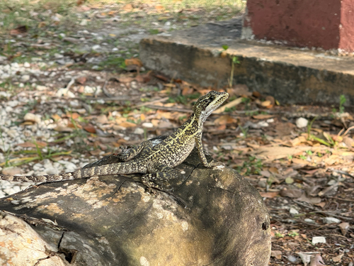Brown Basilisk