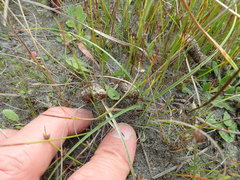Phasianus colchicus