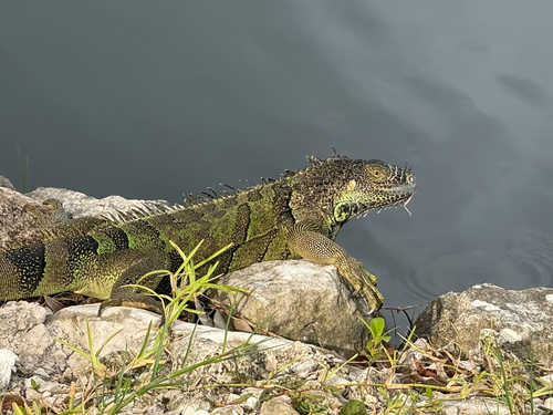Green Iguana