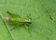 Ampelophilus meridionalis