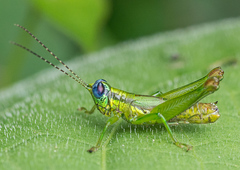 Ampelophilus meridionalis