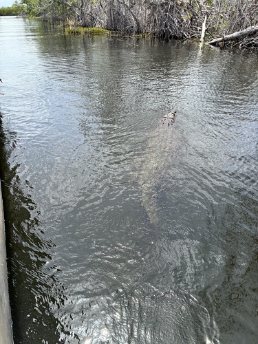 American Crocodile