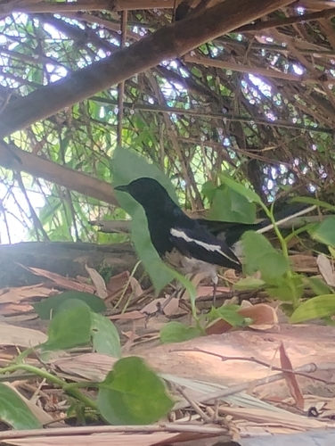 Oriental Magpie-Robin