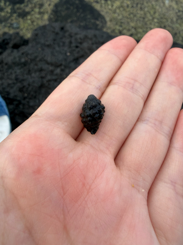 Morula granulata, 2026-08-05