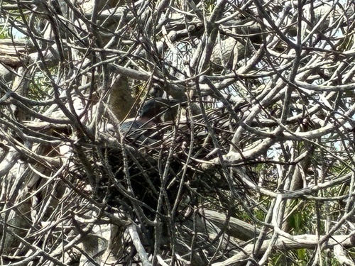 Green Heron