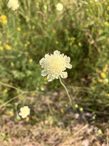 Cream Scabious