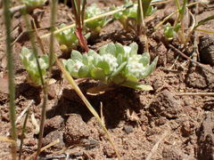 Psilocarphus tenellus