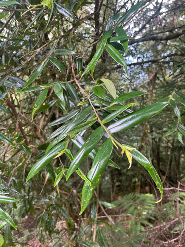 Eurya strigillosa observed 2026-08-01