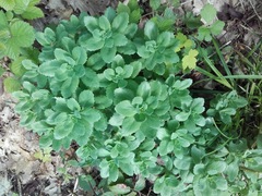 Hylotelephium telephium