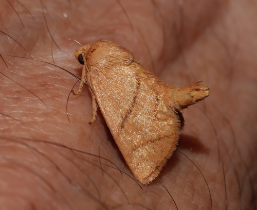 Yellow-collared Slug Moth photo 6