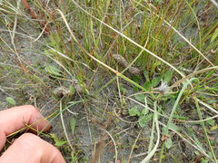 Phasianus colchicus