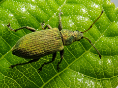 Phyllobius maculicornis