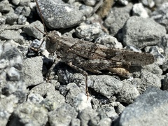 Trimerotropis occidentalis