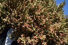 Juniperus grandis