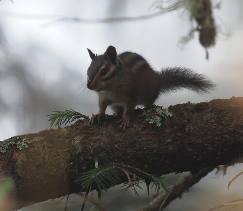 Shadow Chipmunk observed by jmaughn