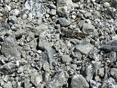 Trimerotropis occidentalis