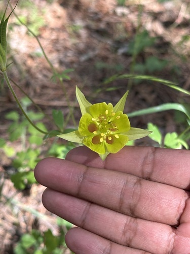 Aquilegia skinneri, photograph 2