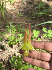 Aquilegia skinneri
