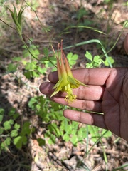 Aquilegia skinneri, photograph (c) Elisa, some rights reserved (CC BY)