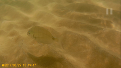 Diplodus