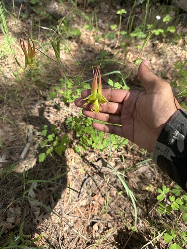 Aquilegia skinneri, photograph 5