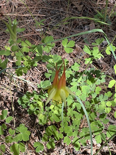 Aquilegia skinneri, photograph 6