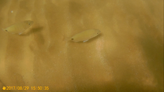 Diplodus