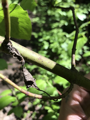 Cornus sericea occidentalis