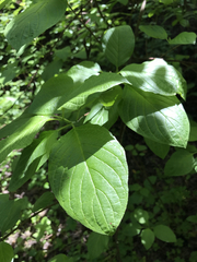 Cornus sericea occidentalis